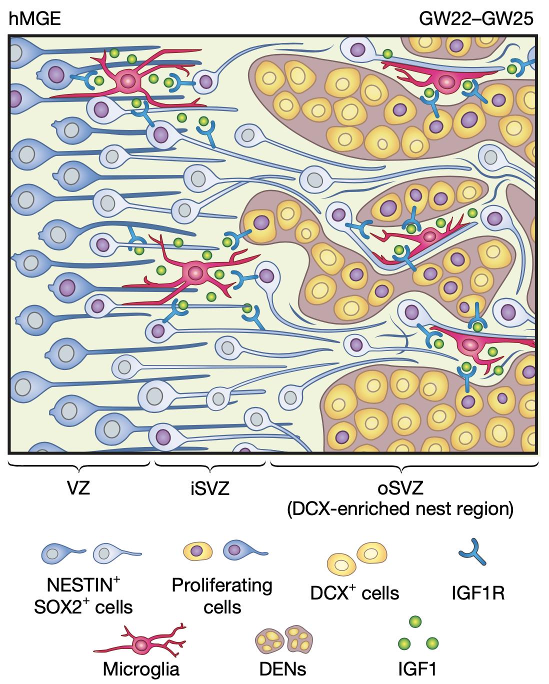 Nature Graphical Abstract